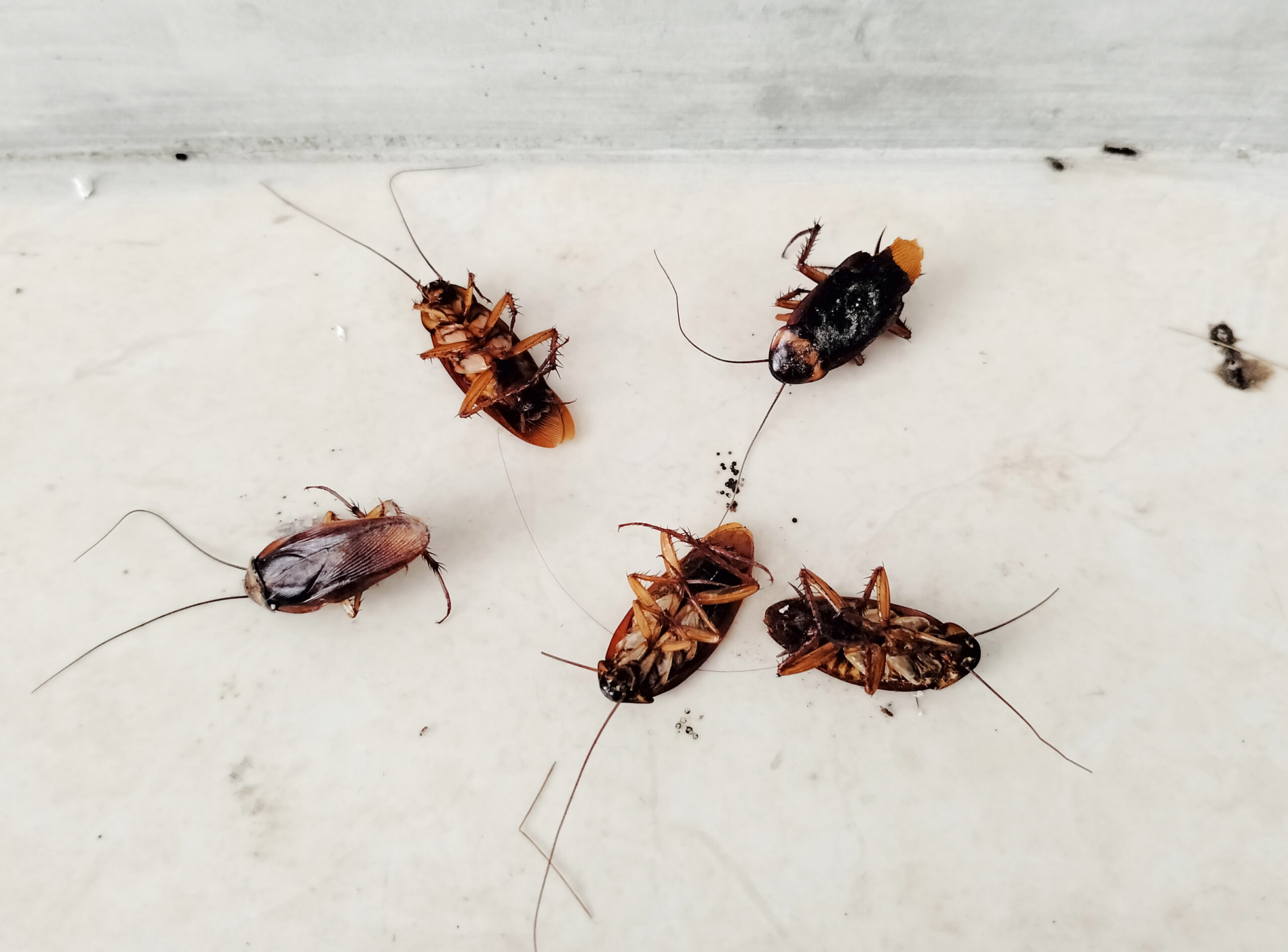 Keeping pests out of your garage: practical strategies for a clean, pest-free space